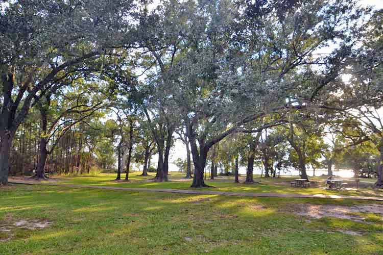 oak trees